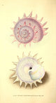 Naturalist's Repository 1824 Pink Sun Trochus Poster Print by E. Donovan