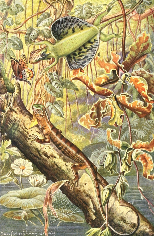Brehms Tierleben 1913 Flying Dragon Poster Print by Josef Fleischmann