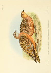 Spotted Sandgrouse Poster Print from The Game-birds & Water-fowl of South Africa 1912 by Charles G. Davis.