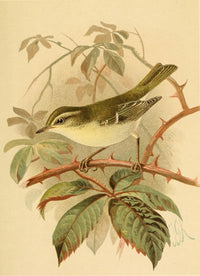 Yellow-browed Warbler poster print by John G. Keulemans, Birds of the British Islands 1885