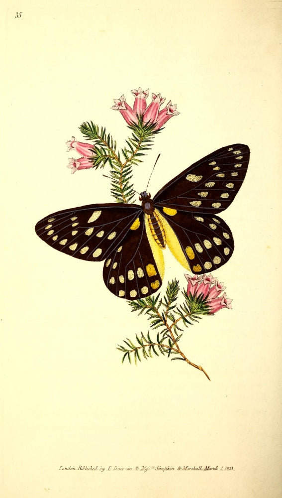 Belladonna's Butterfly Poster Print showcasing intricate details and vibrant colors.