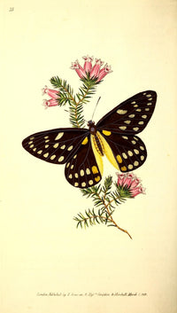 Belladonna's Butterfly Poster Print showcasing intricate details and vibrant colors.