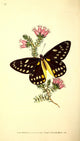 Belladonna's Butterfly Poster Print showcasing intricate details and vibrant colors.