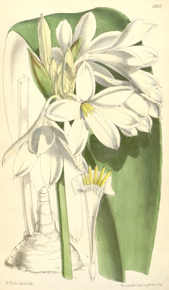 Curtis's Magazine 1849 Crinum Brachynema Poster Print by W. Fitch