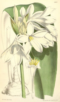Curtis's Magazine 1849 Crinum Brachynema Poster Print by W. Fitch
