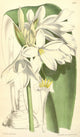 Curtis's Magazine 1849 Crinum Brachynema Poster Print by W. Fitch