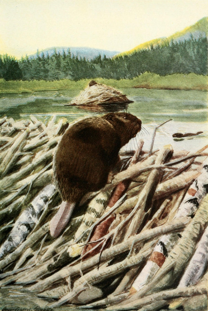 Burgess Animal Book for Children 1920 Beaver Poster Print by L.A. Fuertes