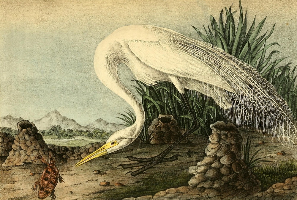 Great American White Egret Poster Print by J.J. Audubon