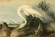 Great American White Egret Poster Print by J.J. Audubon
