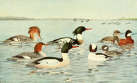 Birds of NY 1914 Marganser & Ducks Poster Print by L.A. Fuertes