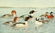 Birds of NY 1914 Marganser & Ducks Poster Print by L.A. Fuertes