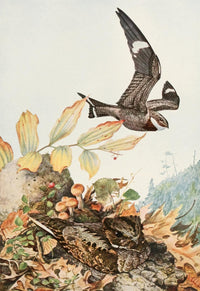 Birds of America N. Hawk & Whip-Poor-Will Poster Print by L.A. Fuertes