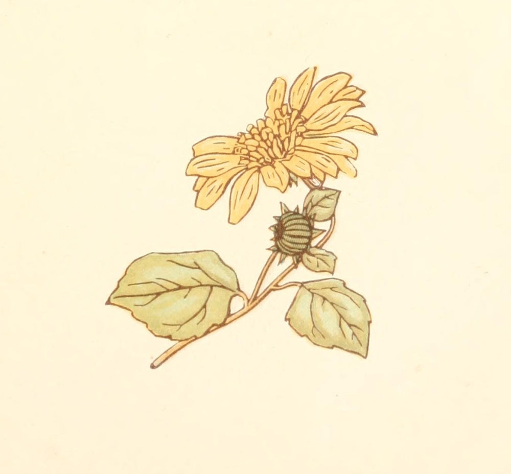 Little Ann & Other Poems 1890 sunflower poster print by Kate Greenaway