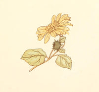 Little Ann & Other Poems 1890 sunflower poster print by Kate Greenaway