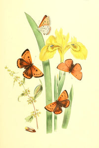British Butterflies & Their Transformations 1841 Poster Print by Henry N. Humphreys