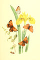 British Butterflies & Their Transformations 1841 Poster Print by Henry N. Humphreys