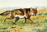 Burgess Animal Book Coyote Poster Print by L.A. Fuertes
