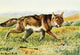 Burgess Animal Book Coyote Poster Print by L.A. Fuertes
