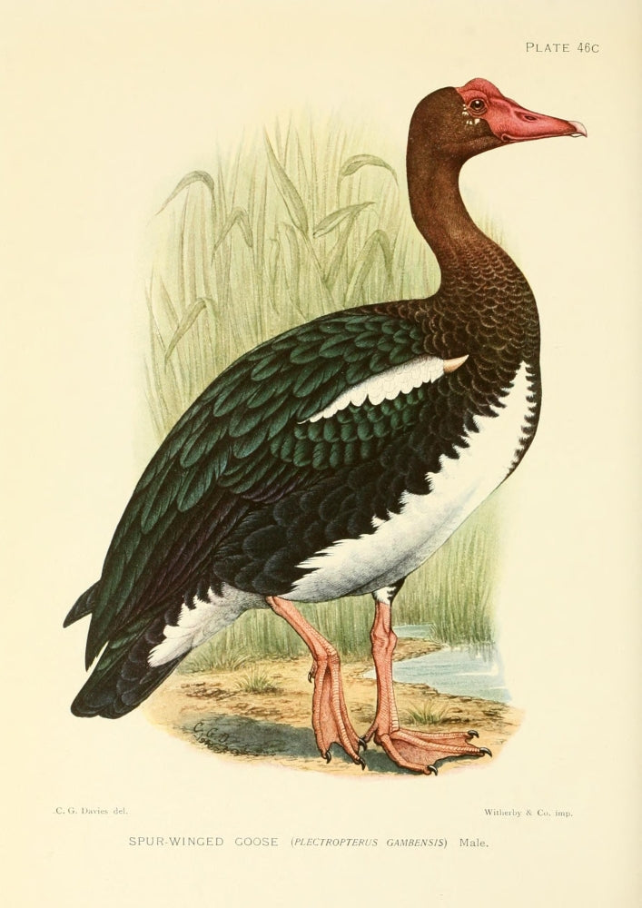 Spur-winged Goose Poster Print from The Game-birds & Water-fowl of South Africa