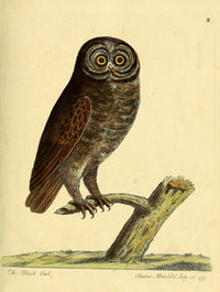 Natural History of Birds 1738 Black Owl Poster Print by Eleazar Albin