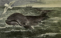 North American Wild Animals Right Whale Poster Print by Harry F. Harvey, showcasing the majestic right whale.