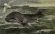 North American Wild Animals Right Whale Poster Print by Harry F. Harvey, showcasing the majestic right whale.
