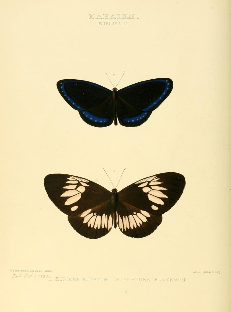 Exotic Butterflies 1866 Euploea Poster Print by W. Chapman Hewitson