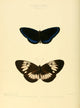 Exotic Butterflies 1866 Euploea Poster Print by W. Chapman Hewitson