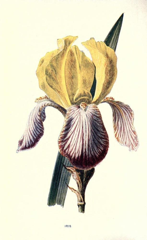 Familiar Garden Flowers 1907 Iris Poster Print by F. Hulme
