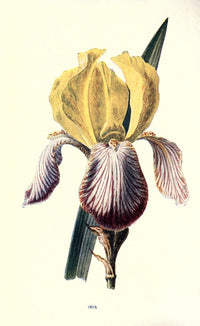 Familiar Garden Flowers 1907 Iris Poster Print by F. Hulme