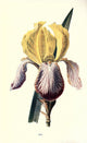 Familiar Garden Flowers 1907 Iris Poster Print by F. Hulme