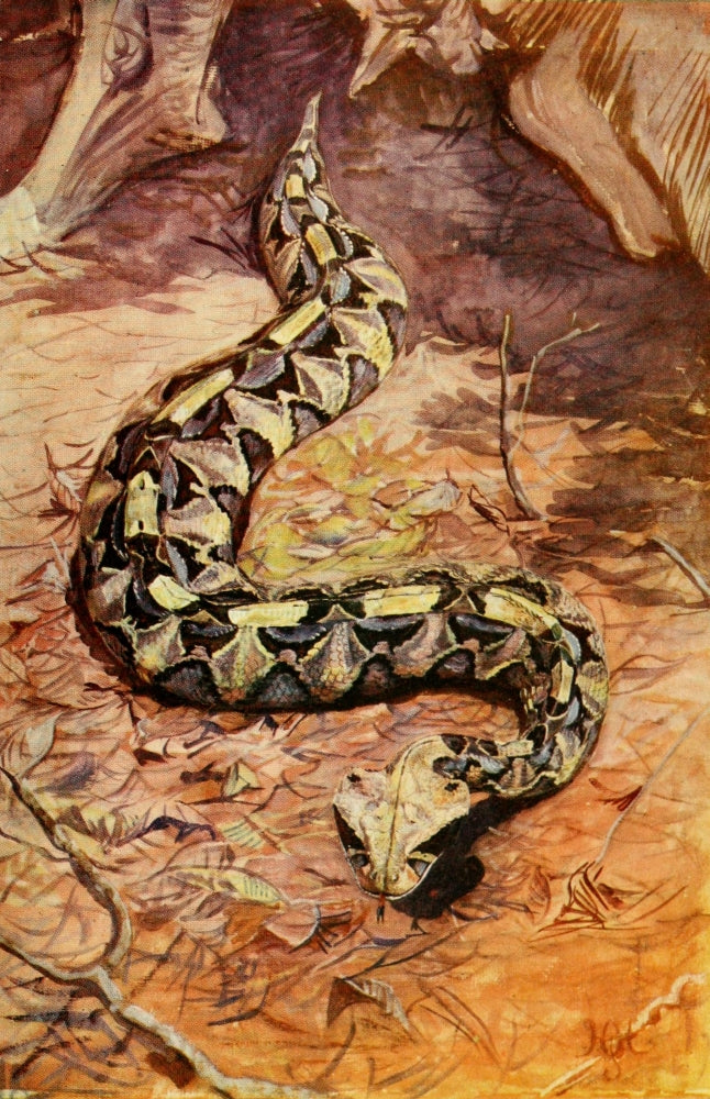 The Uganda Protectorate 1902 Gaboon Puff Adder Poster Print by Sir Harry Johnston