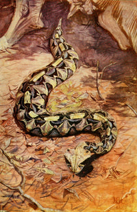 The Uganda Protectorate 1902 Gaboon Puff Adder Poster Print by Sir Harry Johnston
