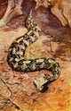 The Uganda Protectorate 1902 Gaboon Puff Adder Poster Print by Sir Harry Johnston