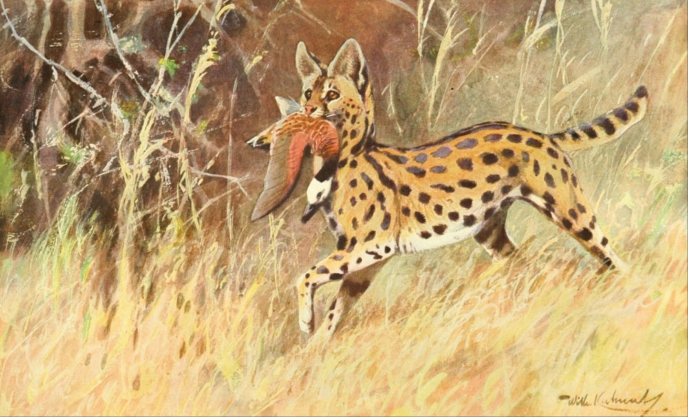 Brehms Tierleben 1911 Serval Poster Print by F.W. Kuhnert showcasing a serval in stunning detail.