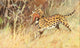 Brehms Tierleben 1911 Serval Poster Print by F.W. Kuhnert showcasing a serval in stunning detail.