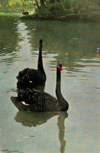 Wild Life of the World 1916 Black Swan Poster Print by F.W. Kuhnert