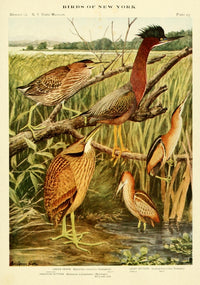 Birds of NY 1914 Heron & Bittern Poster Print by L.A. Fuertes