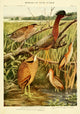 Birds of NY 1914 Heron & Bittern Poster Print by L.A. Fuertes