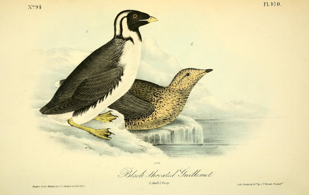 Black-throated Guillemot Poster Print by J.J. Audubon from Birds of America series