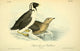 Black-throated Guillemot Poster Print by J.J. Audubon from Birds of America series