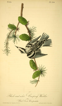 Birds of America 1844 Black & White Creeping Warbler Poster Print by J.J. Audubon