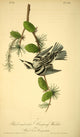 Birds of America 1844 Black & White Creeping Warbler Poster Print by J.J. Audubon
