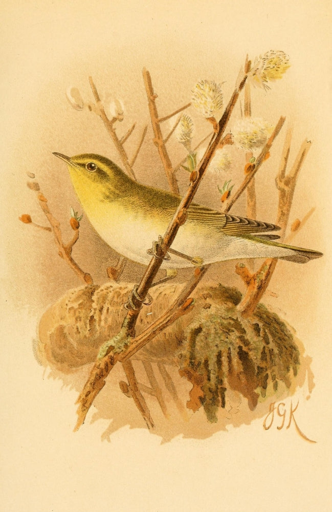 Birds of the British Islands 1885 Warbler Wood Poster Print by John G. Keulemans