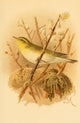 Birds of the British Islands 1885 Warbler Wood Poster Print by John G. Keulemans