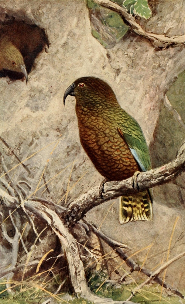 Brehms Tierleben Kea Poster Print by F.W. Kuhnert - Wildlife Art