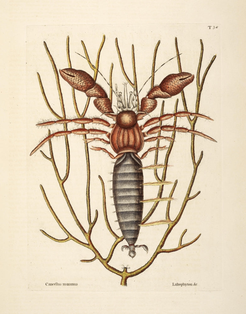 Sea Hermit Crab Poster Print by Mark Catesby showcasing vibrant colors and intricate details.