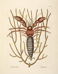 Sea Hermit Crab Poster Print by Mark Catesby showcasing vibrant colors and intricate details.