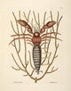 Sea Hermit Crab Poster Print by Mark Catesby showcasing vibrant colors and intricate details.