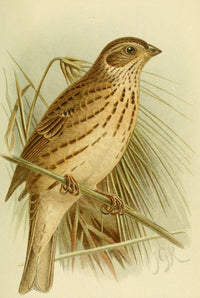 Birds of the British Islands Bunting, Corn Poster Print by John G. Keulemans